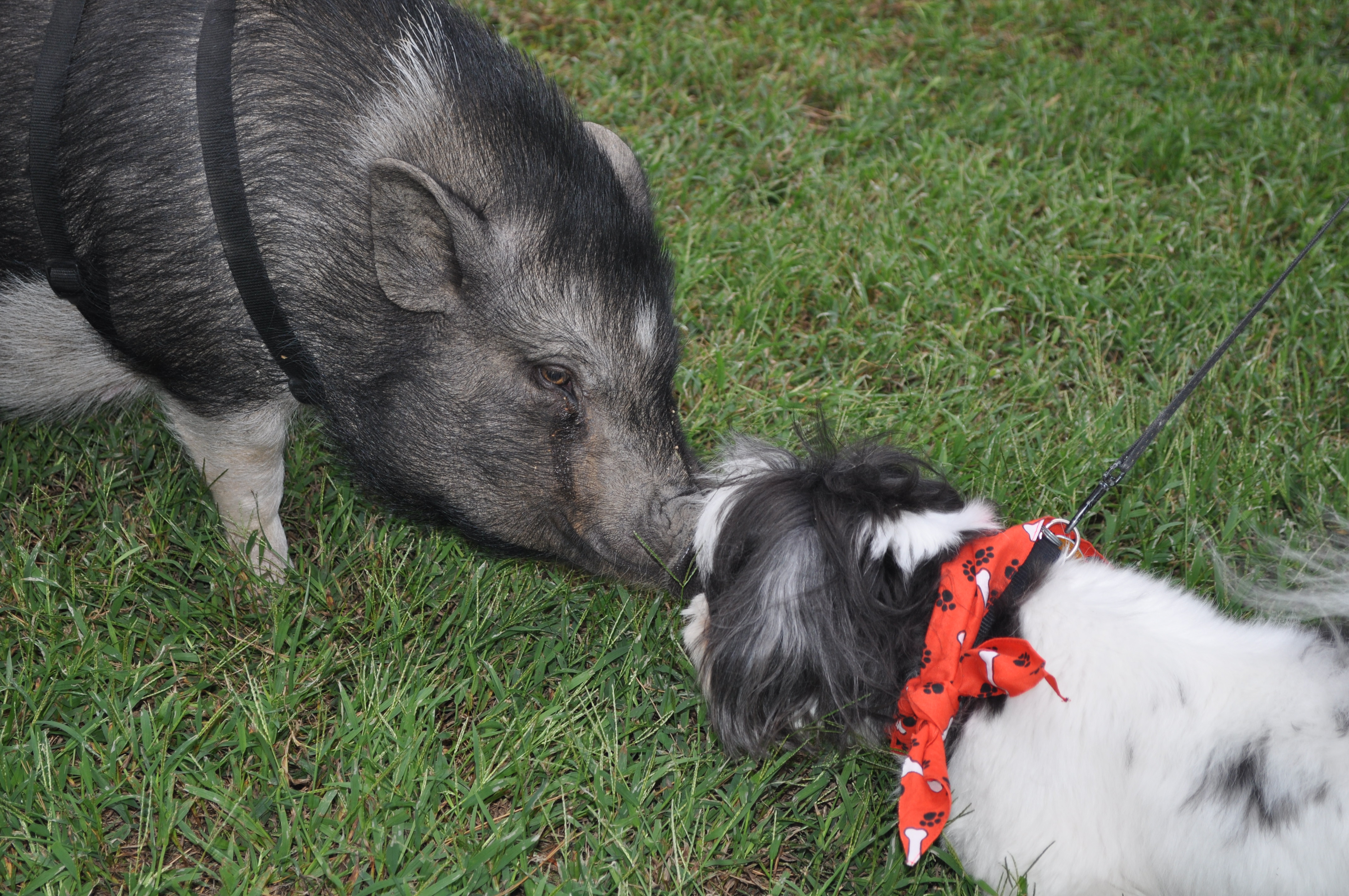 piganddog2010.jpg